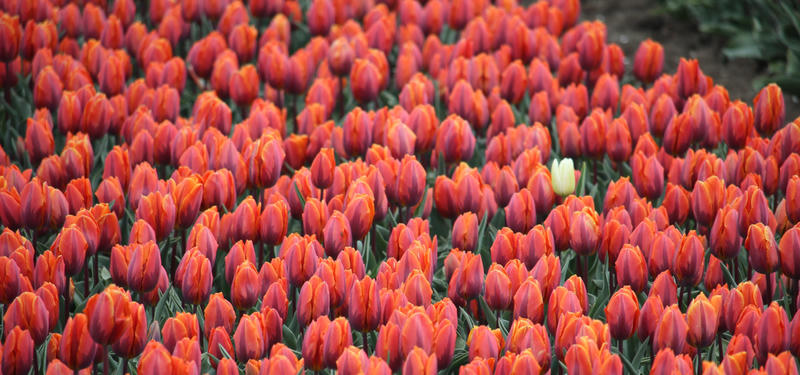 A field of red tulips with a defiant white tulip A field of red tulips with a defiant white tulip
